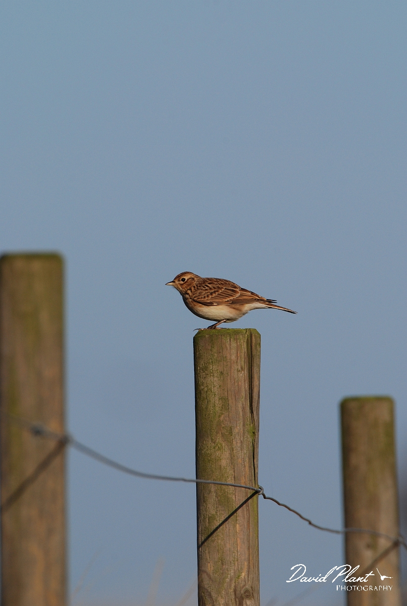 David Plant Photography - Wildlife Photographer - Skylark on post - B.jpg - Skylark on post - Norfolk